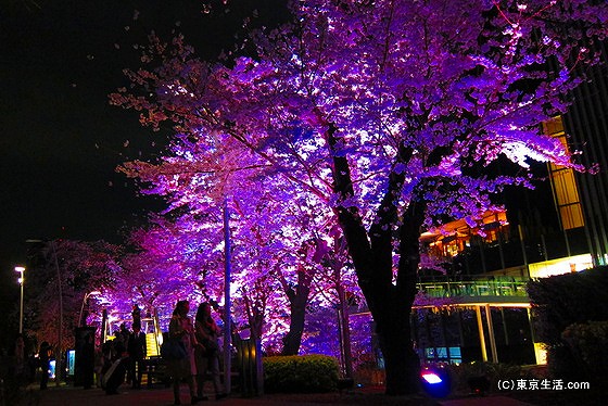 ミッドタウンの夜桜