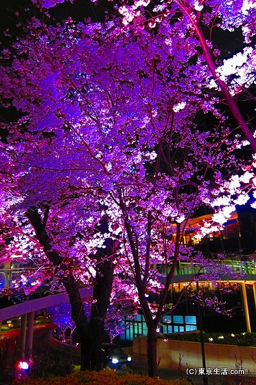 ミッドタウンで夜桜