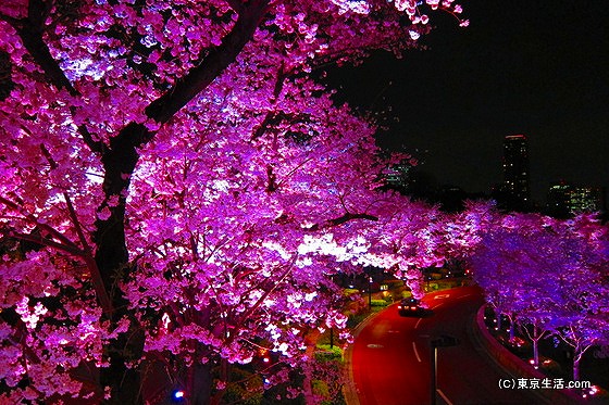 東京ミッドタウンの夜桜