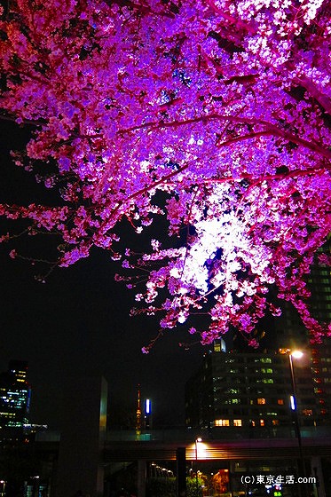 東京ミッドタウンの夜桜