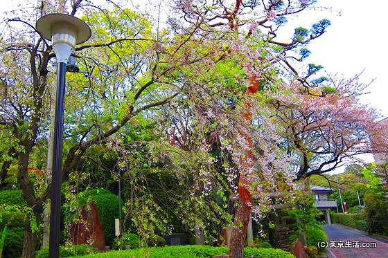 護国寺のしだれ桜