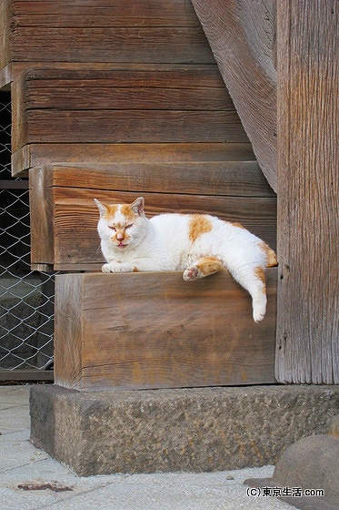 護国寺の猫