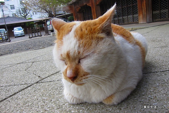 綱吉に庇護される猫