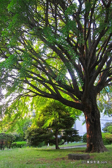 東京国立博物館の緑