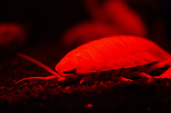 キモチワルイ系展示が増えてますの画像