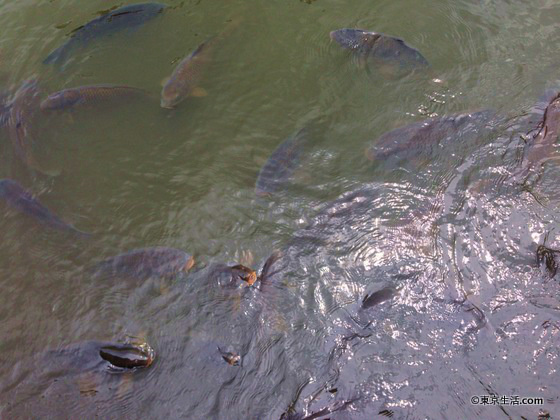 有栖川宮記念公園の池の鯉