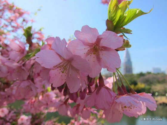 桜の季節の新宿御苑新宿御苑