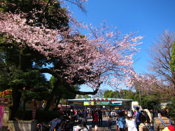 混雑する上野公園