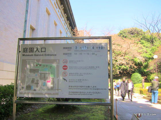 東京国立博物館の桜