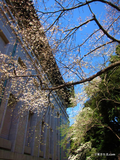 穴場の東京国立博物館の桜