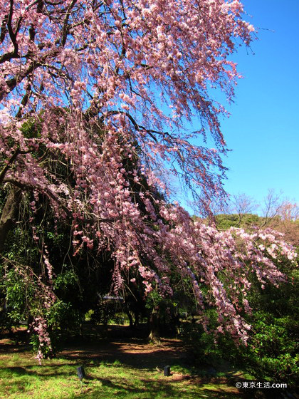 東京国立博物館の桜