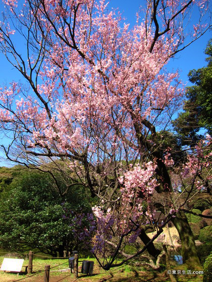 上野で穴場の桜