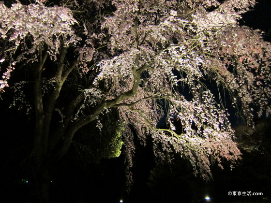 上野の夜桜