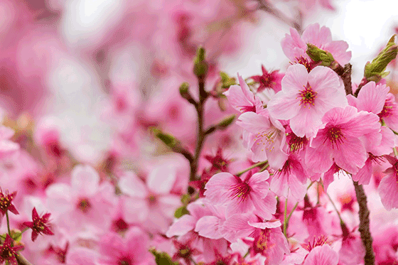 おすすめ|お花見向けのシュワっと発泡するお酒5選の画像