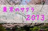 東京の桜の名所　２０１３年|花見実況
