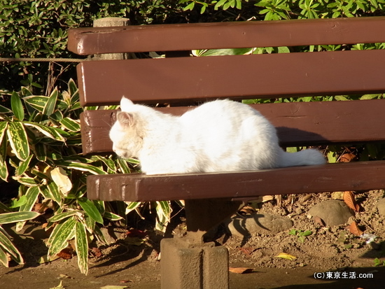 日向ぼっこしている猫