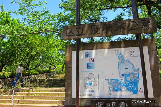 豪徳寺の散歩|初夏の羽根木公園が気持ち良すぎたの画像