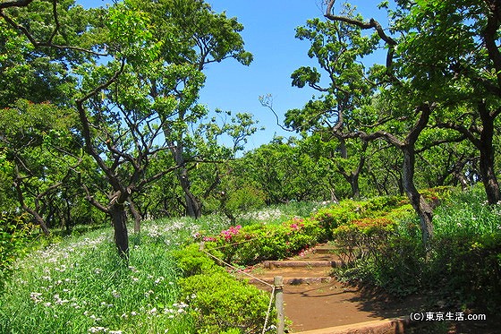 羽根木公園の梅林