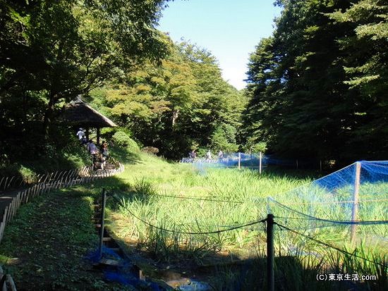 明治神宮の菖蒲園