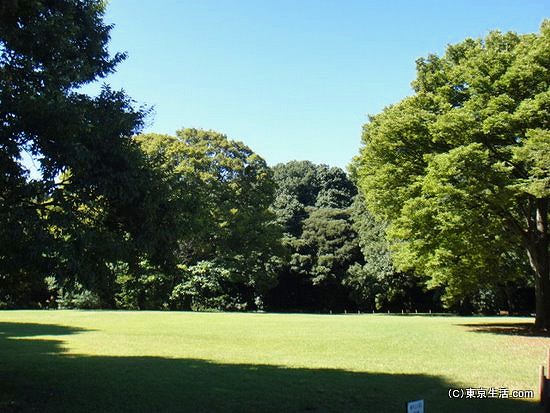 明治神宮の木陰