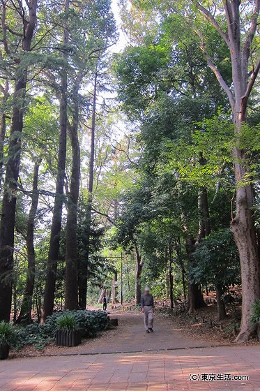 井の頭公園の散策道