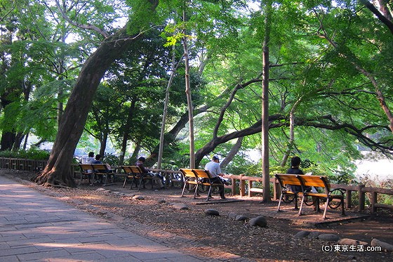 井の頭公園のベンチ