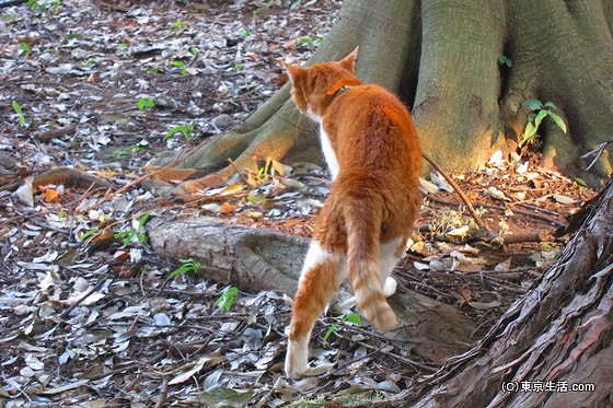 井の頭公園の猫