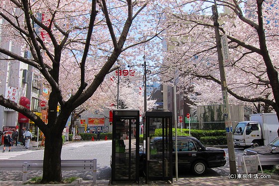 駒込の桜のロータリー