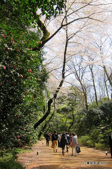 六義園の馬場