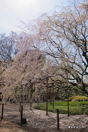 六義園のしだれ桜