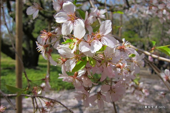 六義園のしだれ桜