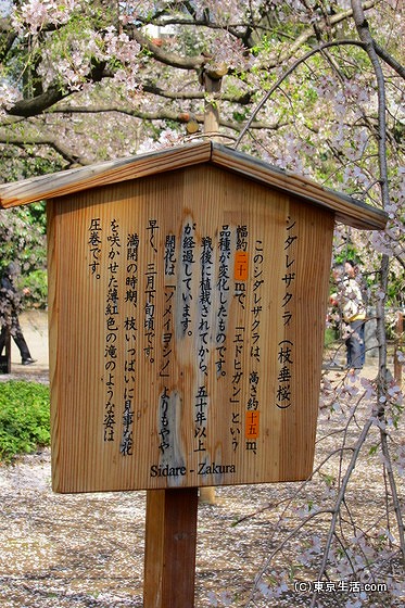 六義園のしだれ桜の開花状態