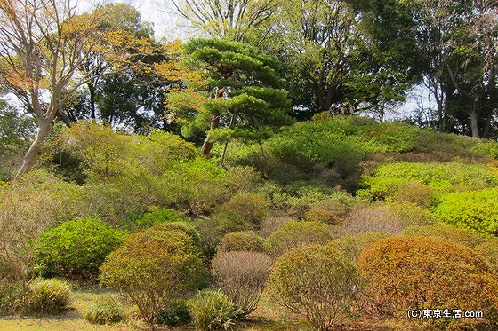 六義園の紅葉