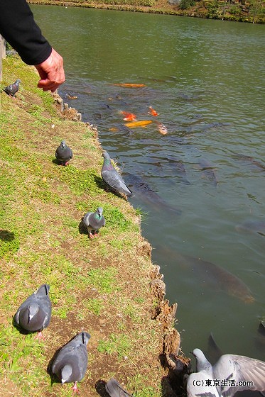 六義園の鯉