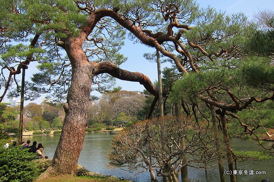 六義園の松