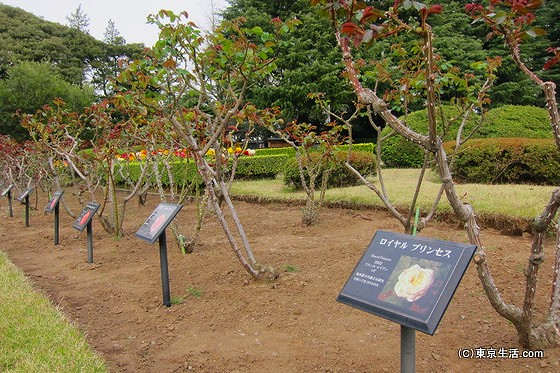 バラがたくさん植えられている庭園