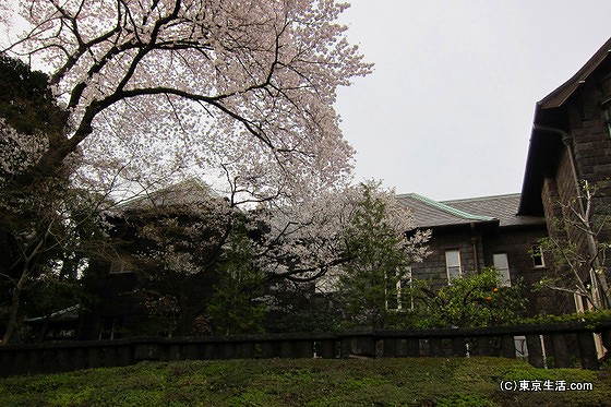 旧古河庭園と桜