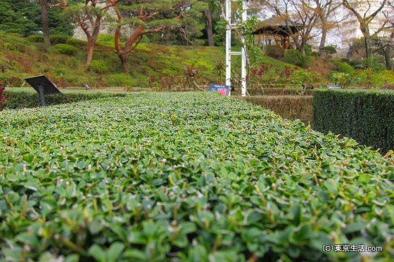 旧古河庭園の生垣