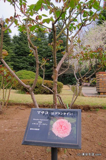 旧古河庭園のバラ