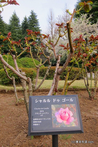 旧古河庭園のバラ