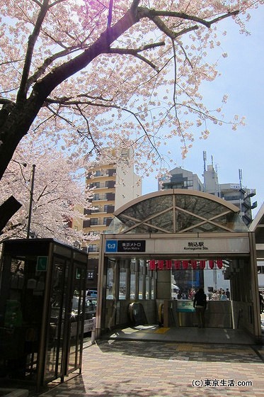 駒込駅前の桜