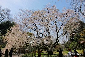 六義園のしだれ桜 2012|駒込の散歩