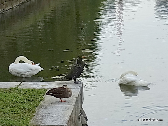 皇居のお堀の鳥