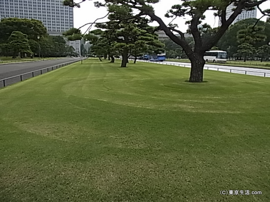 隣の芝生は青いのです