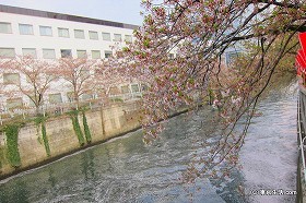 見頃を過ぎた目黒川の「花筏」と楽しみ方|目黒の桜