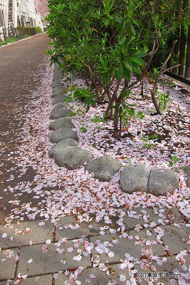 散りかけの桜