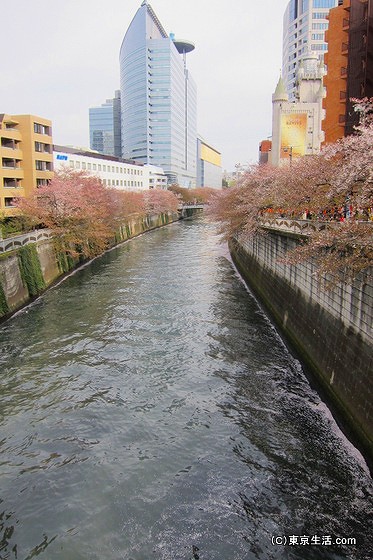 目黒駅付近の桜の花筏