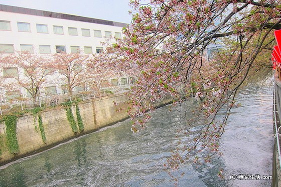 目黒の桜|見頃を過ぎた目黒川の「花筏」と楽しみ方の画像