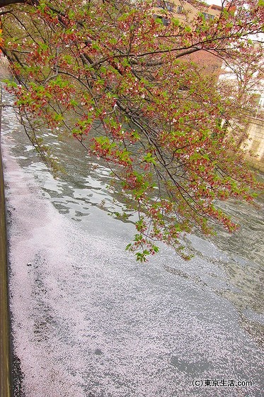 目黒川の桜の花筏