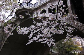 王子にある桜＆紅葉の穴場名所の公園|音無親水公園